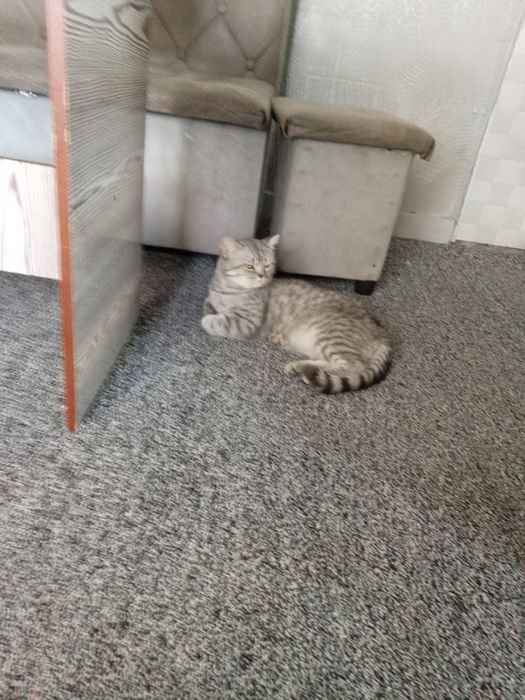 мушук зотдор серий котта