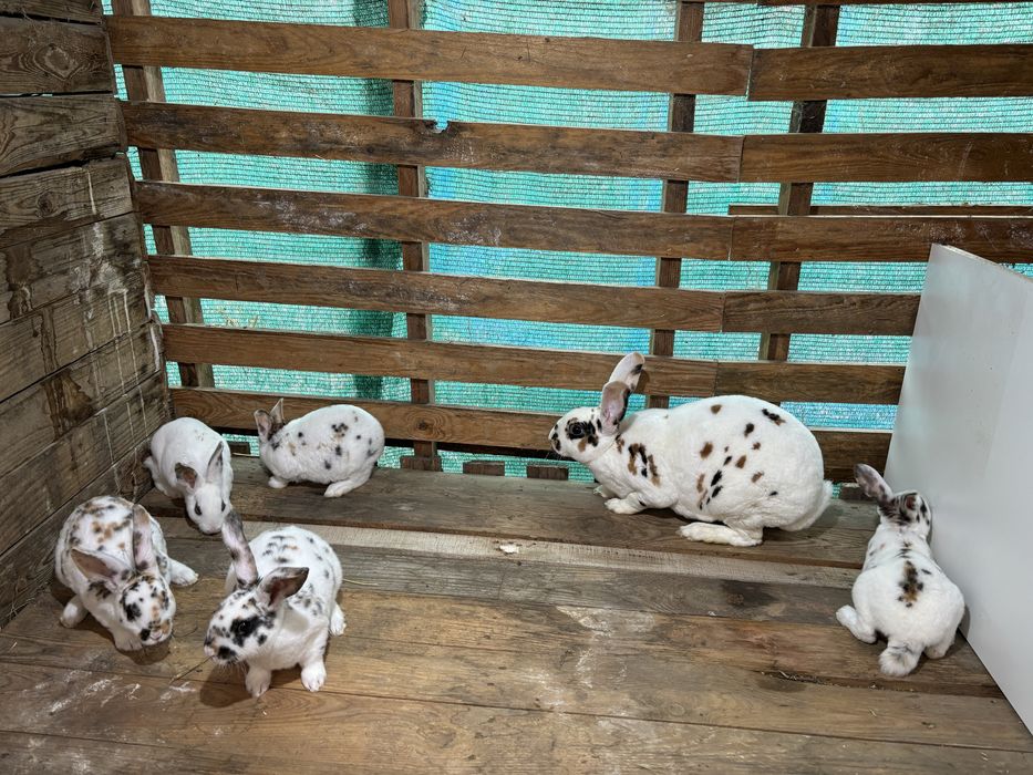 Rex tricolor si dalmatian