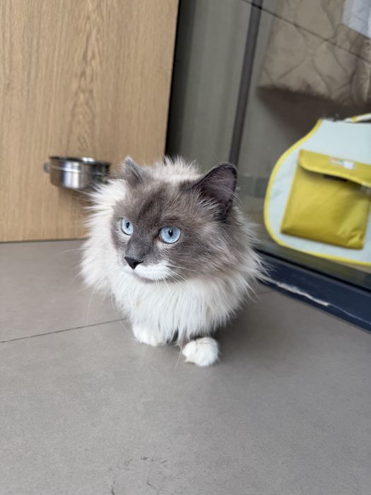 Кошечка ПУДРА ищет семью. 8 месяцев