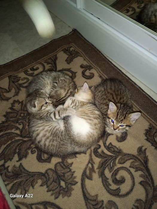 Отдам котят в добрые руки