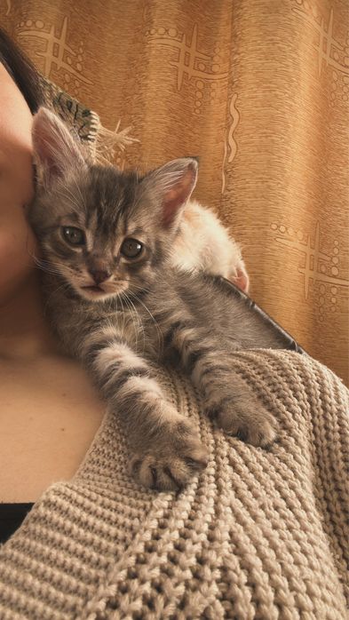 Отдам котенка,мальчик