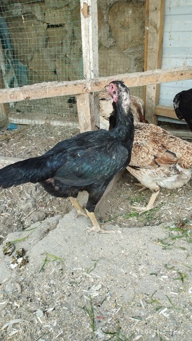 Шамо дакан товук тухумлари сотилади