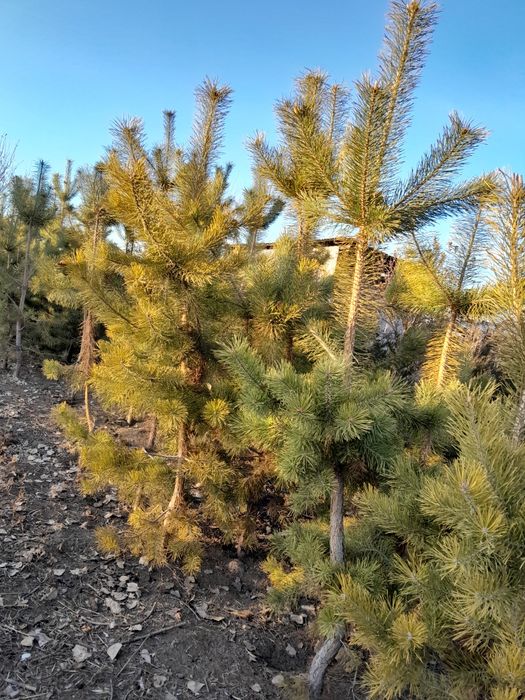 Продам сосны ,,,