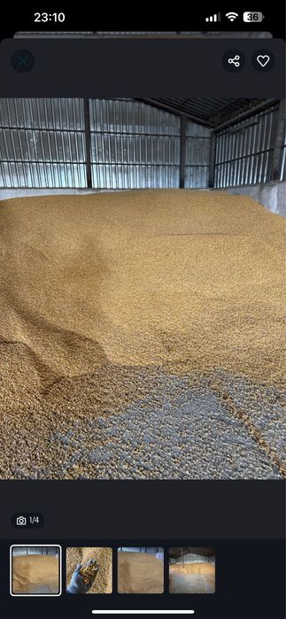 Vand porumb si grau productie proprie 2025