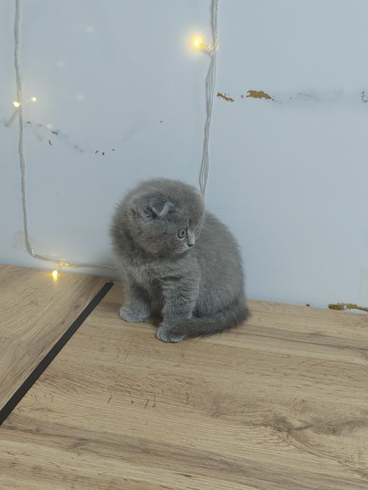 Котята Скоттиш Фолд