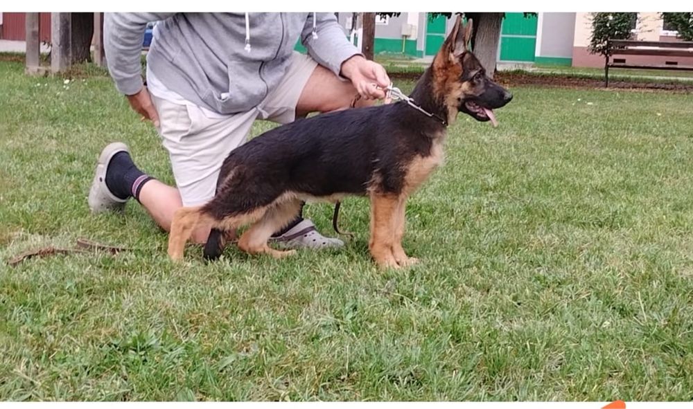 Pui ciobanesc german