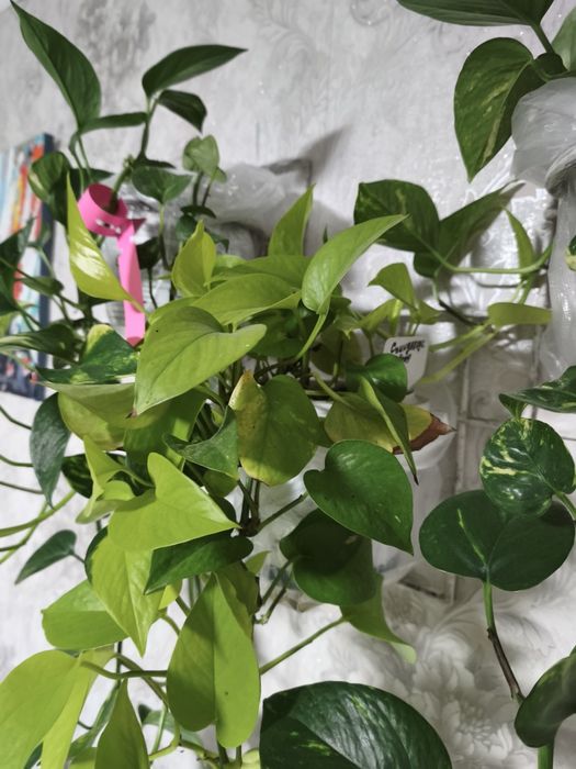 Цветы продам цветы