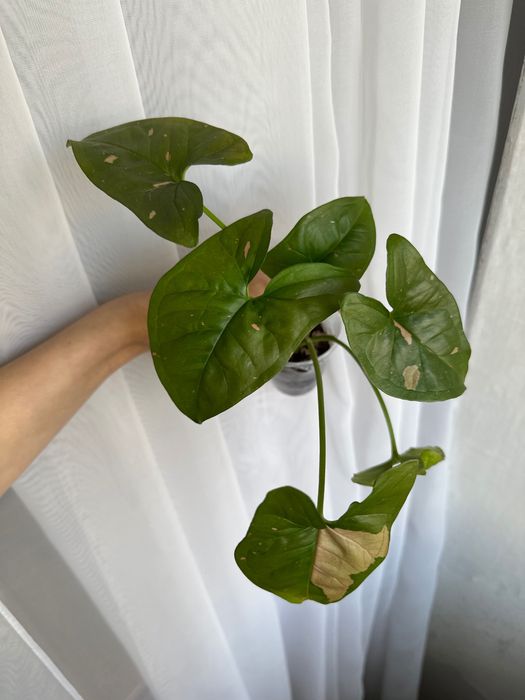 Сингониумы сортовые