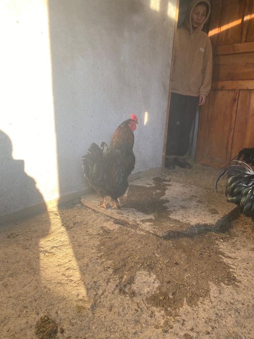 Продам петухов простых