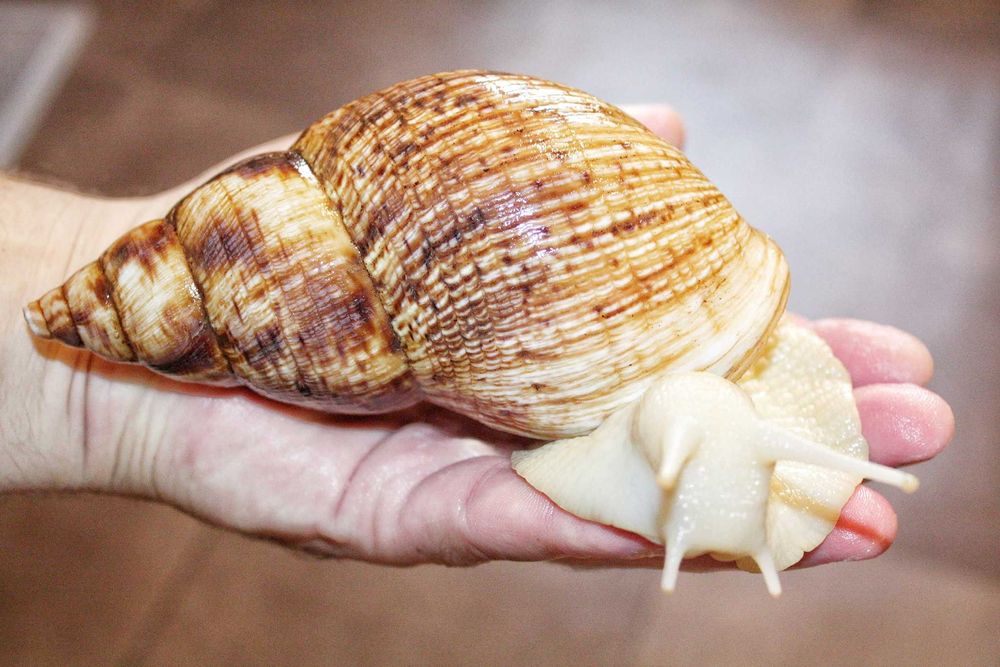 Melcii Africani Gigant  pui/adulti Faunarium/Terariu plastic