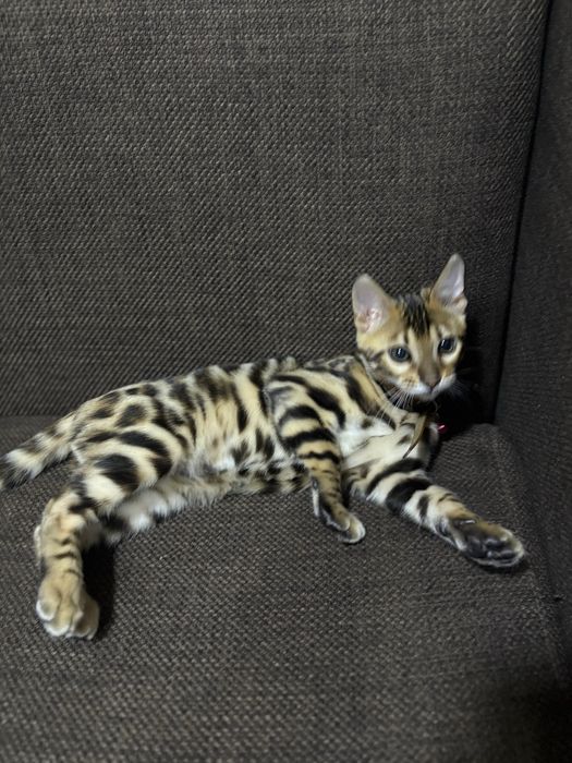 Срочно продается Бенгальская кошка