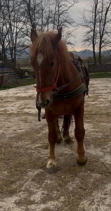 Vand manza de un an jumate