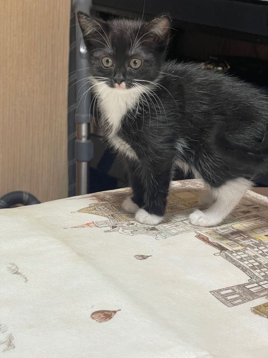 Котята в надежные руки
