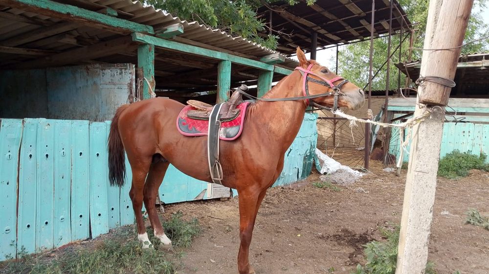 Бәйгеге шабатын Айғыр