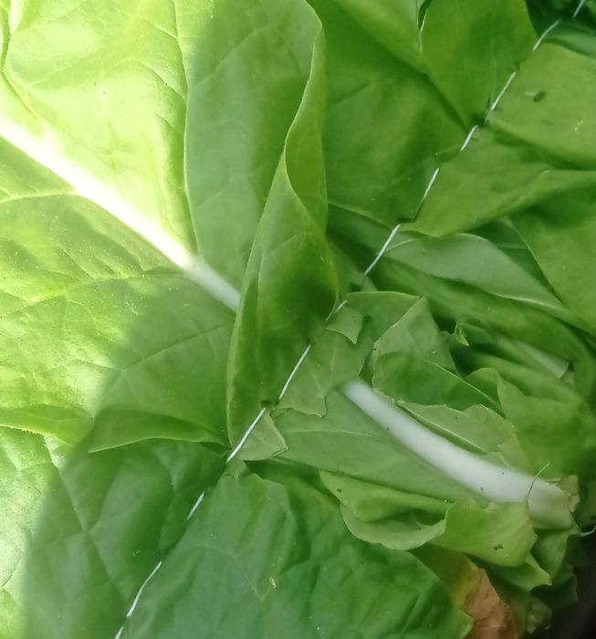 Frunze uscate 50 lei kg