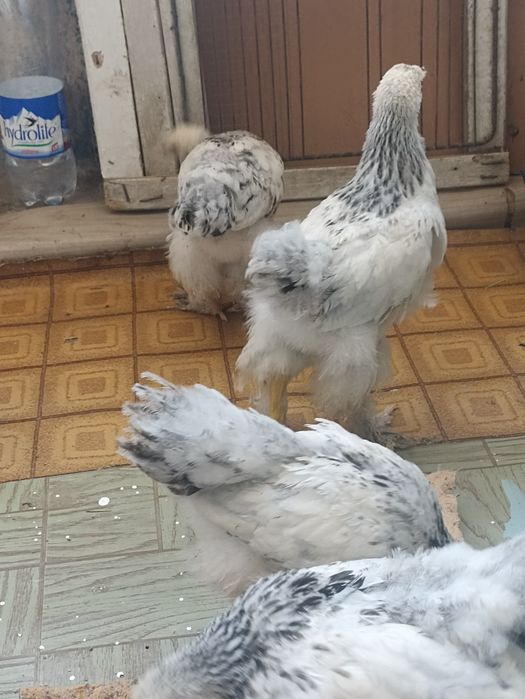 Продам цыплят гигант брамма
