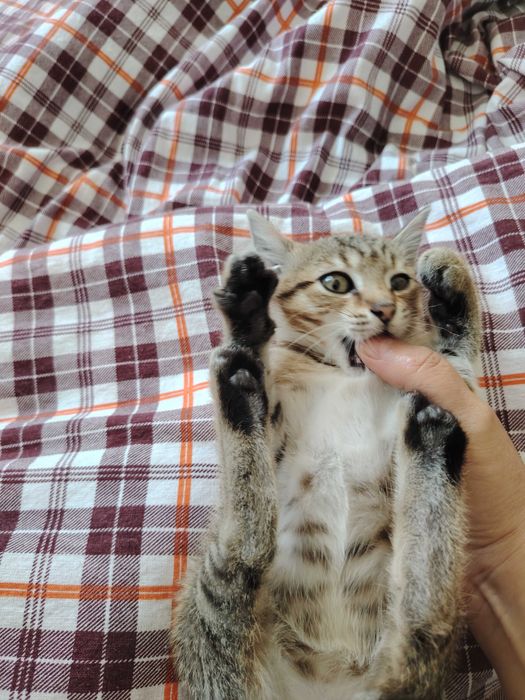 Отдам кошечку в добрые руки
