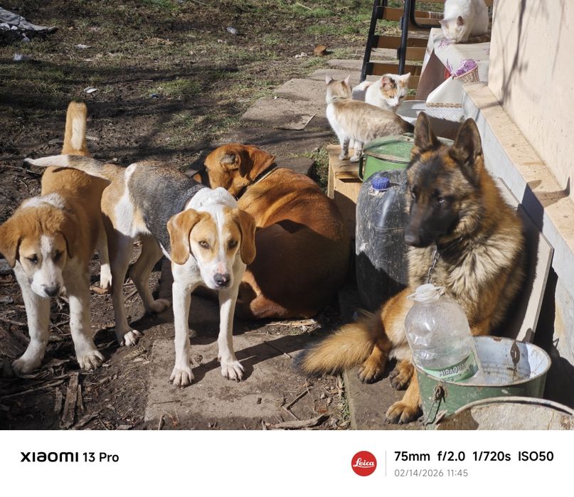 Donez câine lup, metis Malinois și Ciobesc German