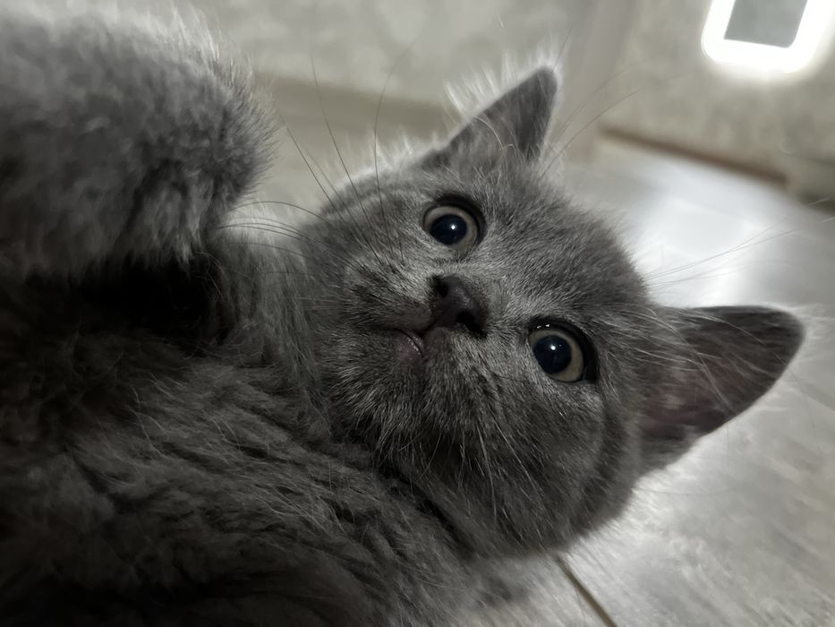 продам шотландских котят