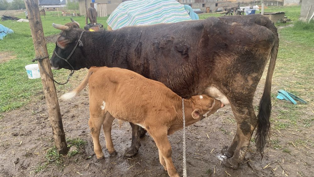 Бұзаулы сйыр 7 жас