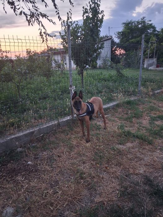 Femela de malinois!