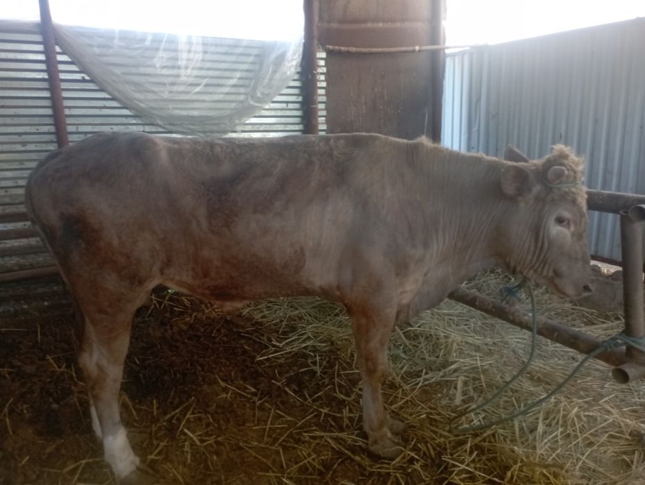 Продается бык племеной