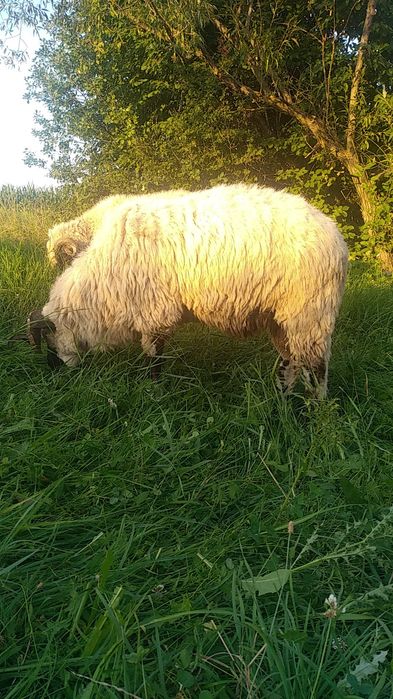 Se vând doi berbeci grași