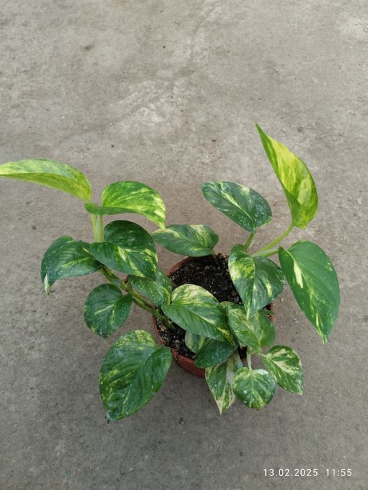 Эпипремнум вьющий