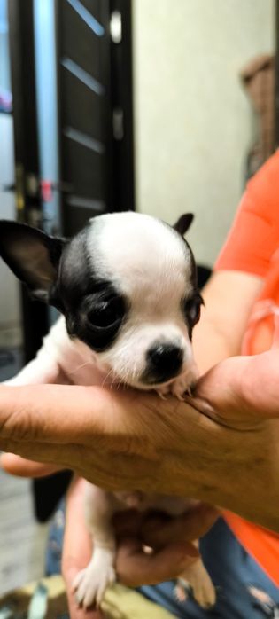 щенки чихуахуа три мальчика