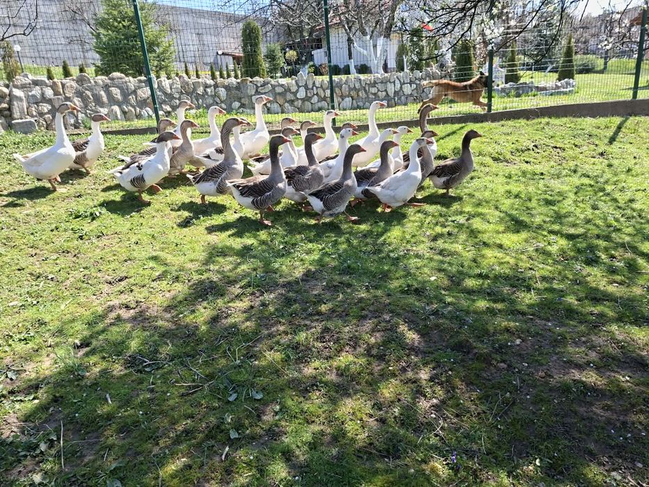 Продавам оплодени гъши яйца и гъсета