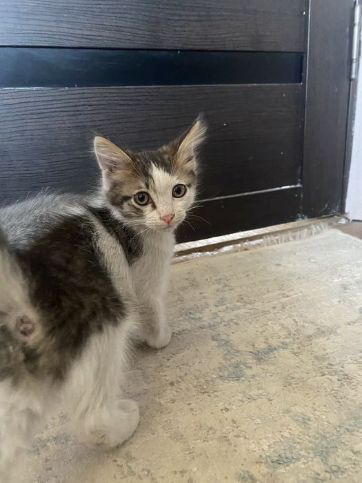 отдам котят в добрые руки)
