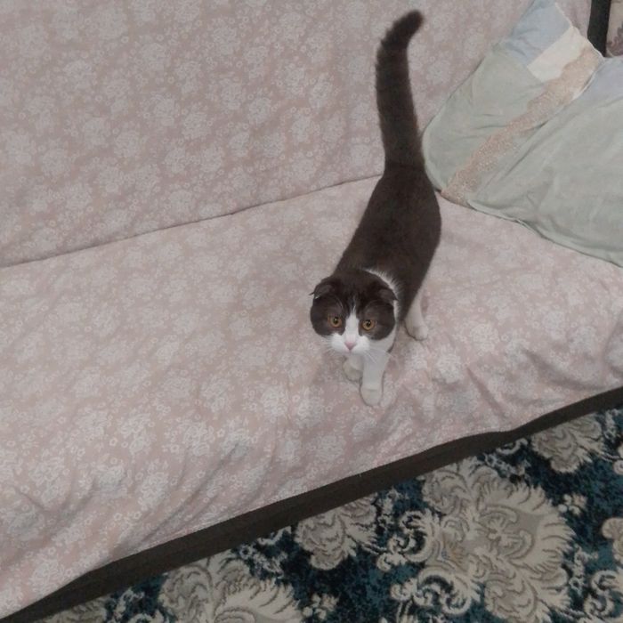 продаю кошечку скоттиш фолд