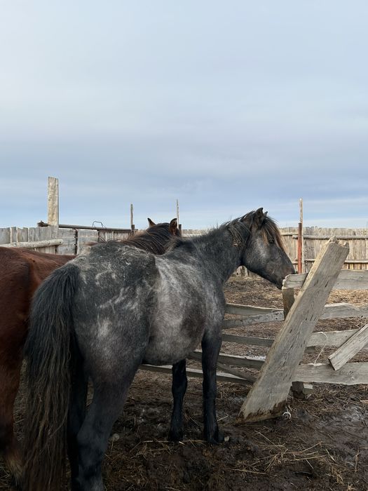 Дөнен сатылады айғырлыққа