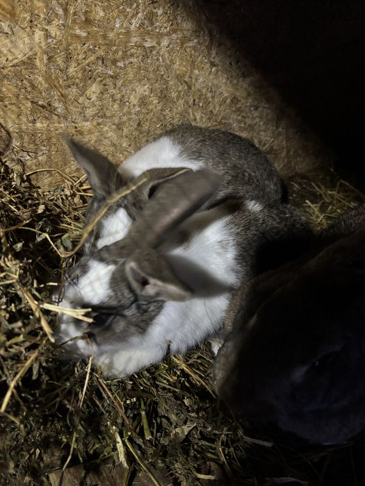 De vanzare un mascul