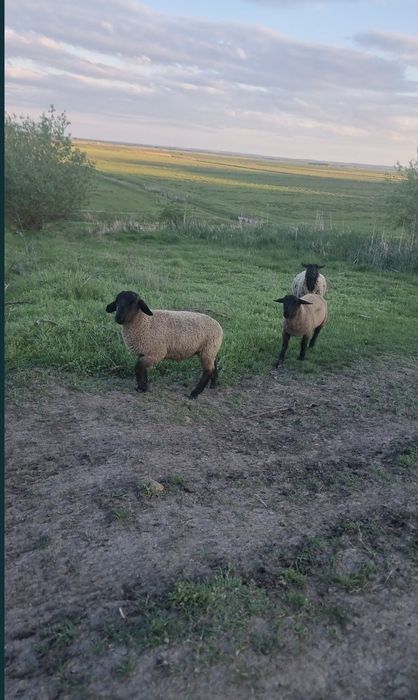 Vând mieluțe și berbecuți Suffolk de prăsilă