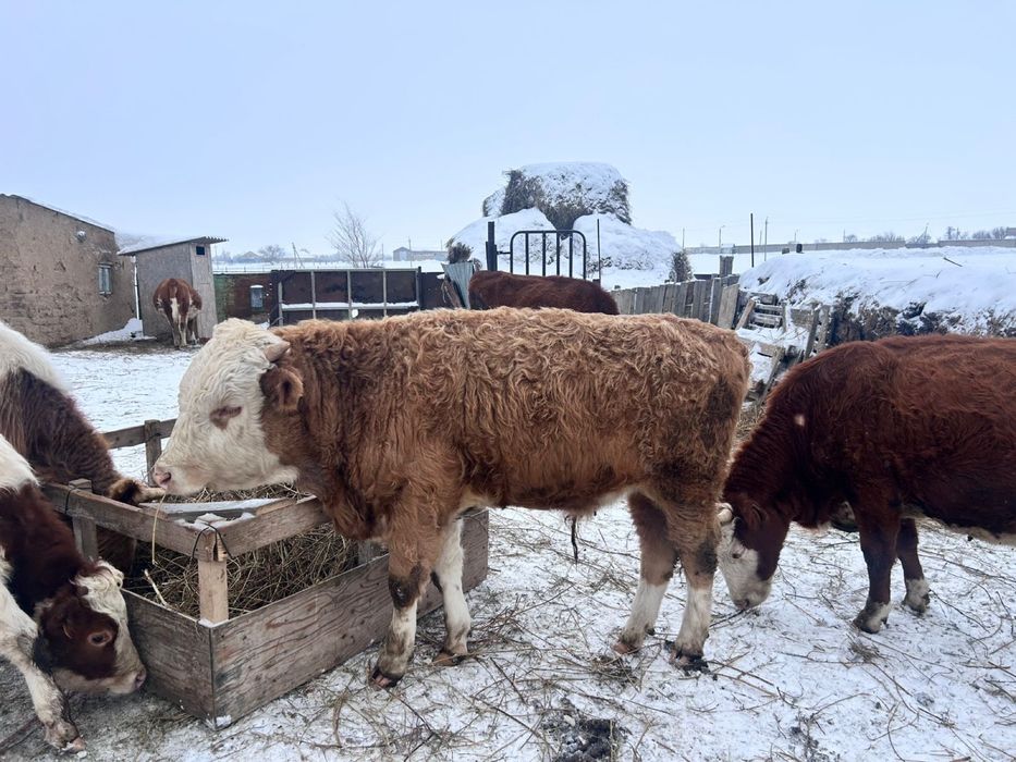 бұқа сатылады жастан кеткен