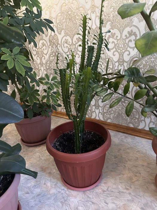 Домашние цветы гулдер