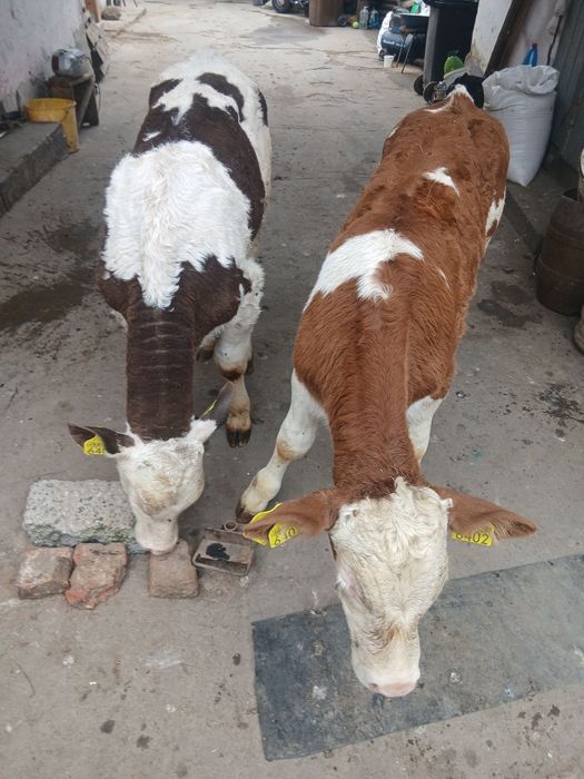 Vaca si vitei baltati