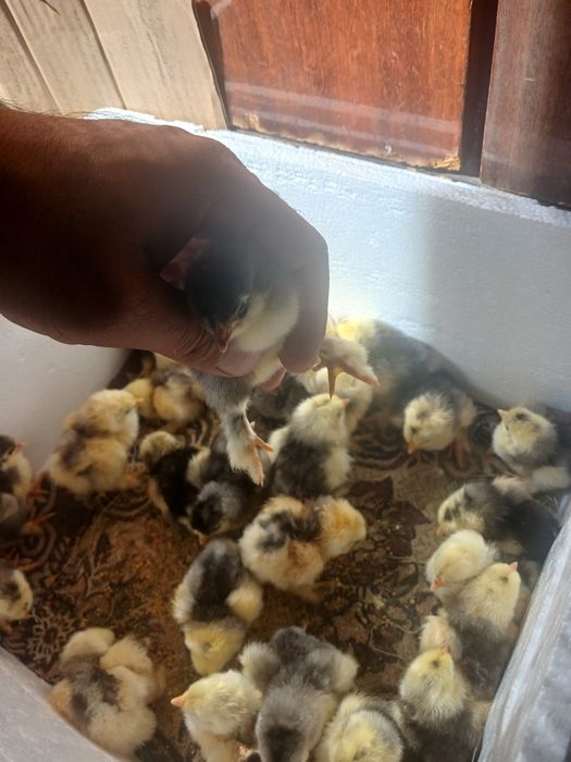 Продам цеплят кохинхин