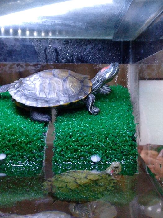 Продам красноухих черепах