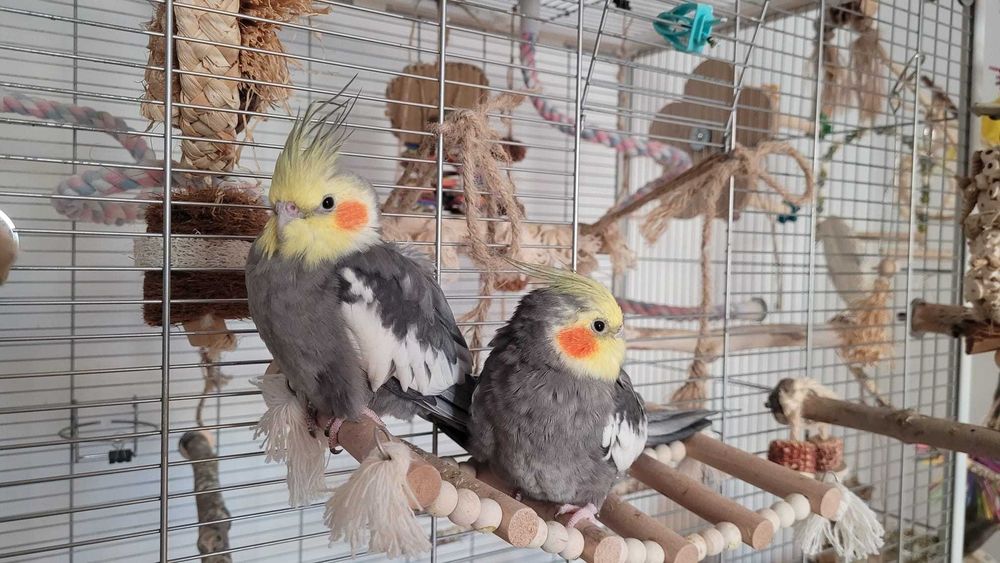 Adopție doi masculi nimfă, 3 ani