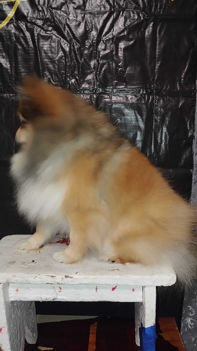 Шпиц померанский