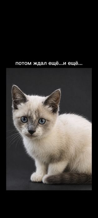 Отдам в хорошие руки