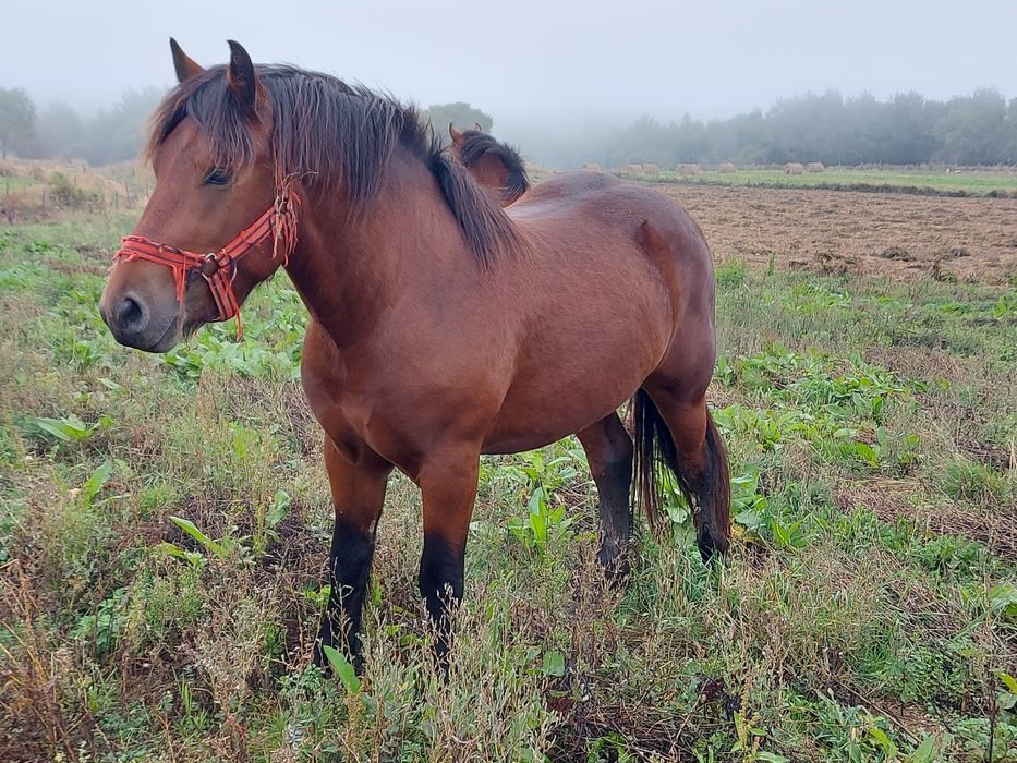 Vând mânz de 2 ani
