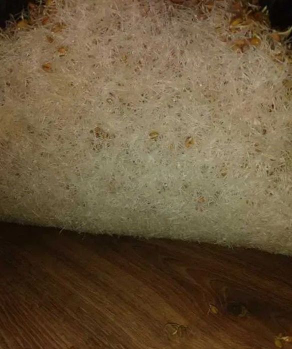 Бугдой сумалак учун