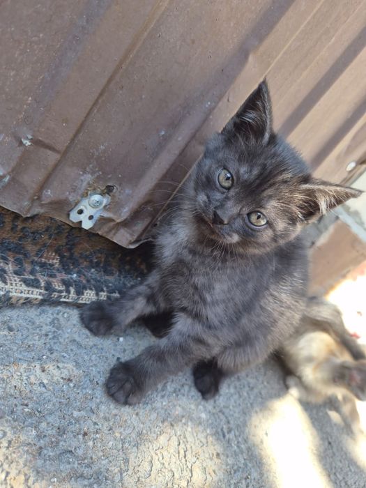 Котята бесплатно милые котики