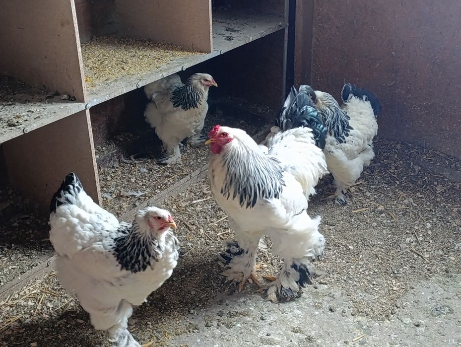 Ouă brahma pentru incubat