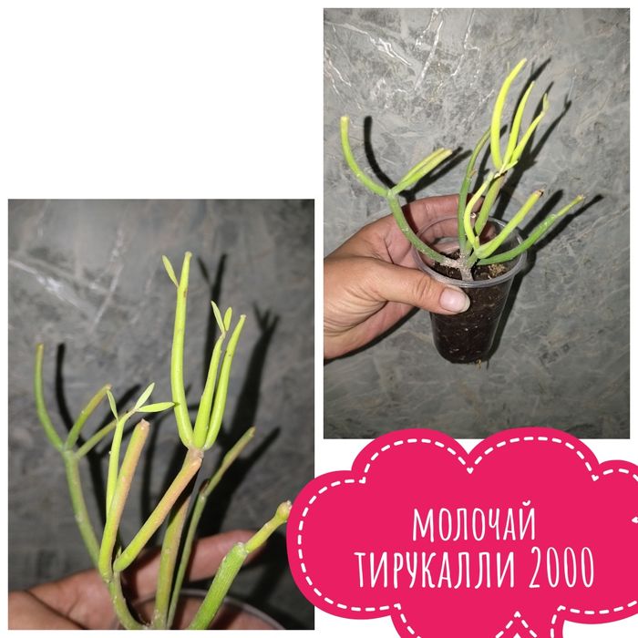 Цветы  комнатные
