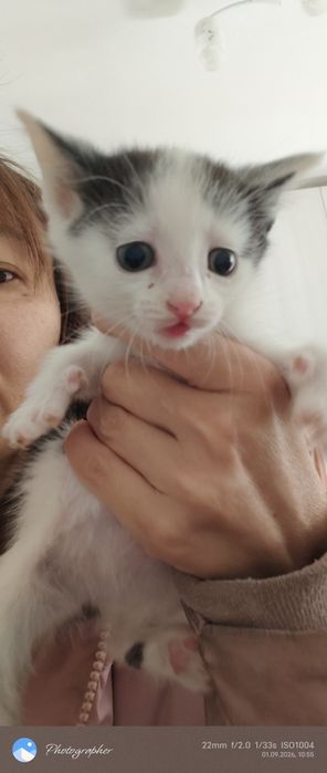 Мальчик котенок возраст 1м