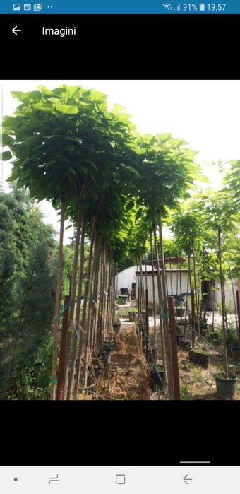 Vindem copaci .prunus .catalpa .ligustru și multi alti specii de cop